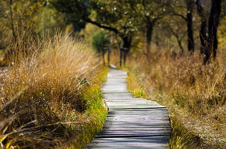 wooden track, web, away, nature, trail, spring, summer