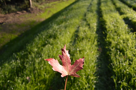 лист, червен, трева, Грийн, Есенни листа, природата, червени листа