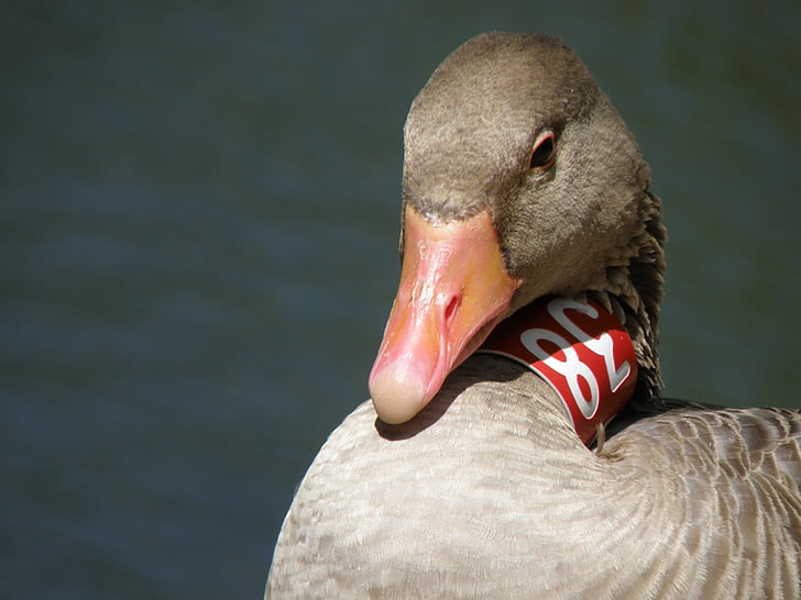 goose, ring, head, detail, bird, beak