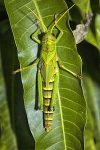 grasshopper, night, sheet sleeve, insect, nature, animal, wildlife