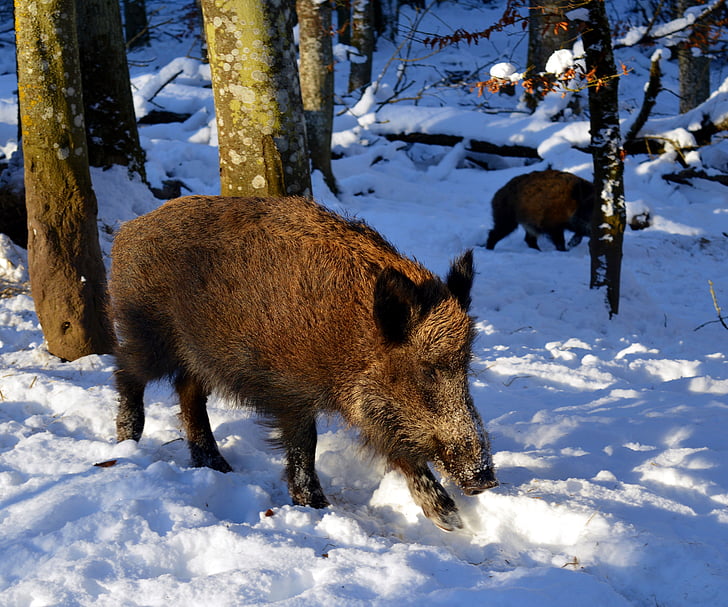 boar, pig, sow, mammal, nature, animal, wild