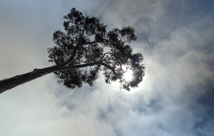 træ, himmel, Cloud