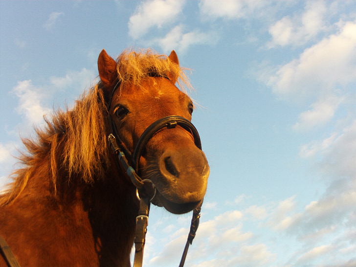 кон, пони, Ride, трева, женски, грива, Конна езда