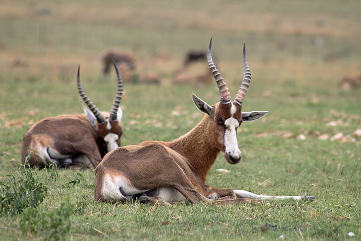 antilopy, Afrika, voľne žijúcich živočíchov