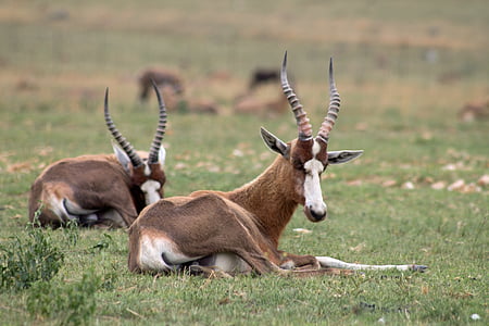 antilop, Afrika, vadon élő állatok