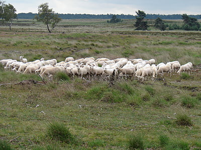 ovelhas, rebanho, Heideveld, juntos, natureza, paisagem