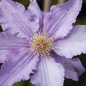 clematis, flower, plant, flora, purple, bloom, blossom