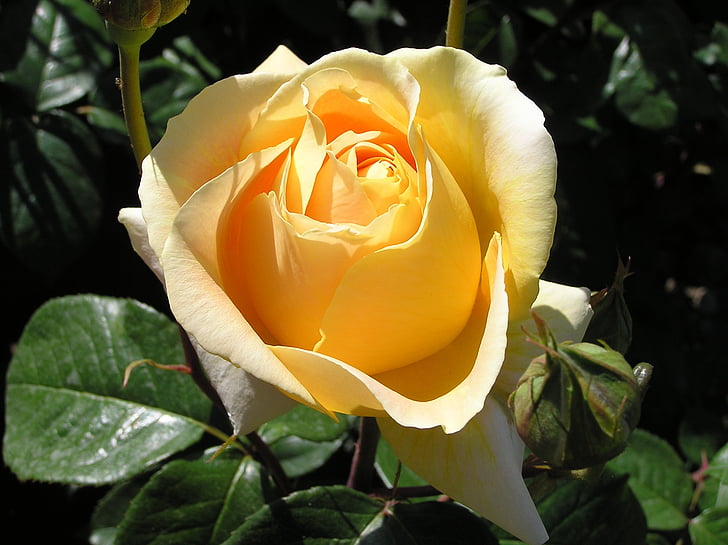 Rosa, gelb, Blume, Natur, Blütenblatt, Anlage, Blütenkopf