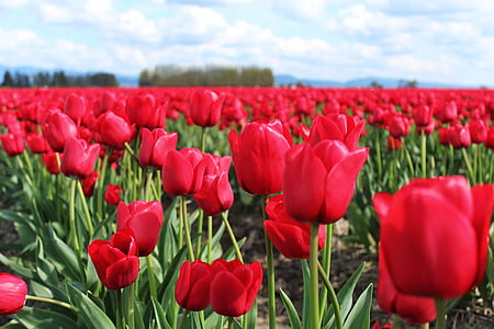 tulips, flowers, field, sky, outdoors, spring, red