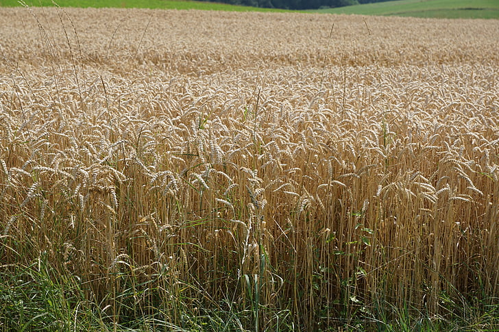 campo, Prado, trigo, colheita, Verão, amarelo, grão