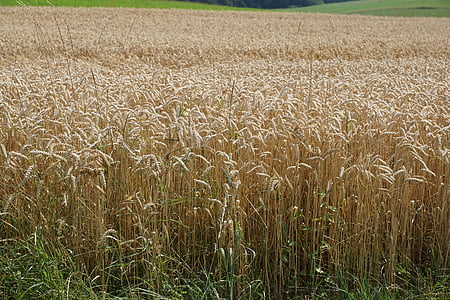 bidang, padang rumput, gandum, panen, musim panas, kuning, gandum