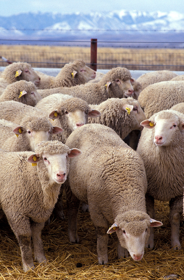πρόβατα, κοπάδι, ζωικό κεφάλαιο, αγρόκτημα, βόσκηση, τοπίο, Γεωργία