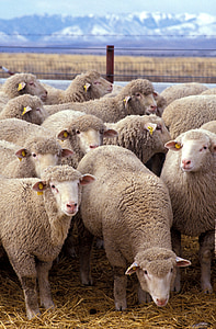 lambad, karja, karja, talu, karjatamine, maastik, põllumajandus