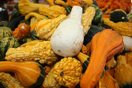 pumpkin, autumn, vegetables, vegetable, squash - Vegetable, gourd, agriculture
