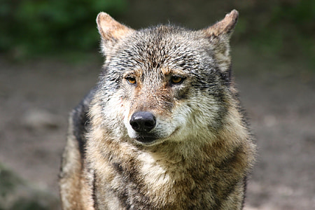 imetaja, Wolf, loodus, metsloom, kaitstud, looduskaitse, liikide kaitse