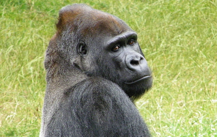 gorilla, sitting, resting, primate, ape, wild, mammal