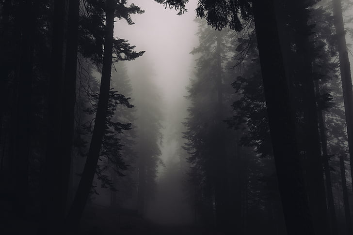 silhouette, trees, fogs, photo, forest, woods, fog