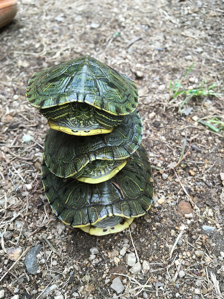 turtle, surprised