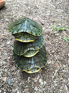 skildpadde, overrasket