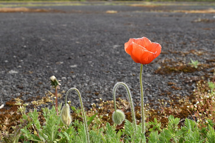 poppy flower, red, cup, the delicacy