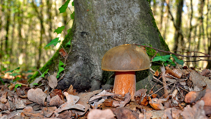 fungo, funghi porcini, autunno, foresta, natura, fungo, cibo