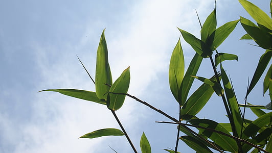 bamboo, bamboo leaves, blue day, sky