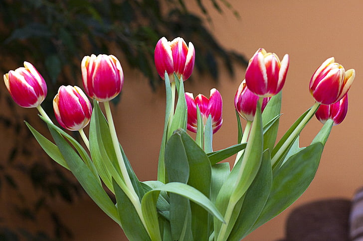 tulipány, kvety, kytička, farebné, krása