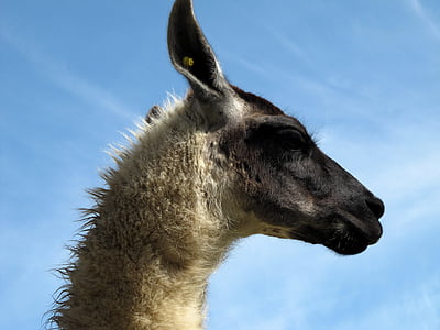 Lama, alpacka, djur, Peru