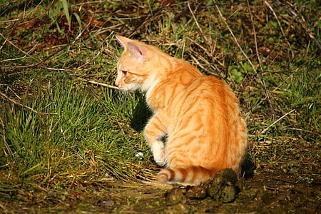 kočka, kotě, červená tygrovaná, Zámecká zahrada, Mladá kočka, kočičí miminko, tráva