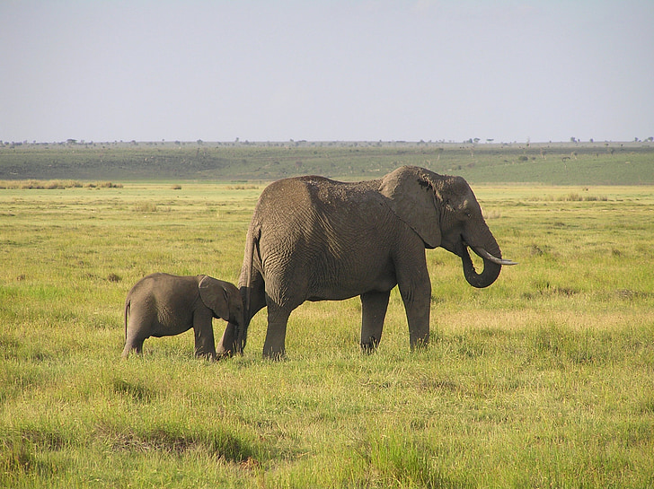 elefant, afrikansk savannelefant, Afrika, vildmarken, djur, djur, naturen