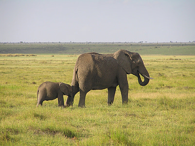 olifant, Afrikaanse bush elephant, Afrika, wildernis, dier, dieren, natuur