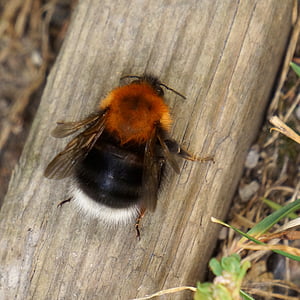 Bumble-bee, Bombus, rovar, méh, darázs, természet, makró