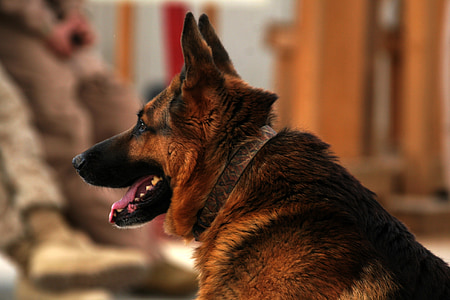 Ciobanesc german, câine, canin, imagini, militare, portret, animale