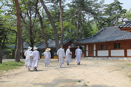 szerzetes, jikjisa, szerzetesek, fenyő, templom, buddhizmus, a Koreai Köztársaság