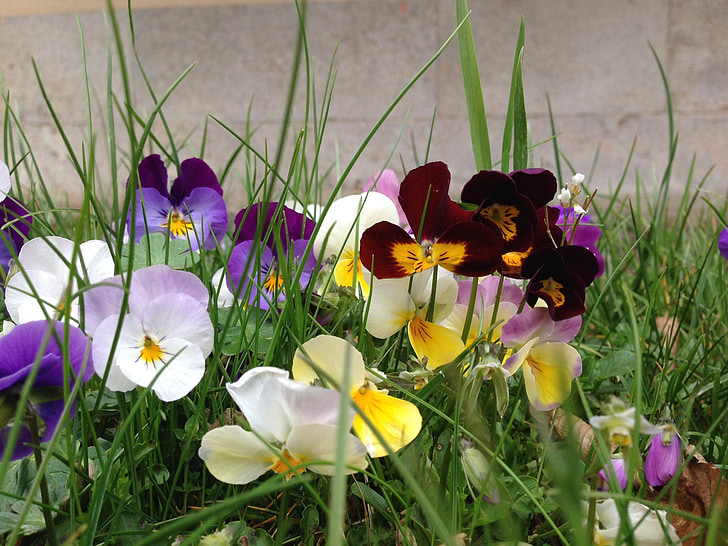 maceška, květiny, Příroda, jaro, závod, fialová, květ