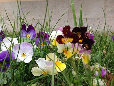 viooltje, bloemen, natuur, lente, plant, Violet, Blossom