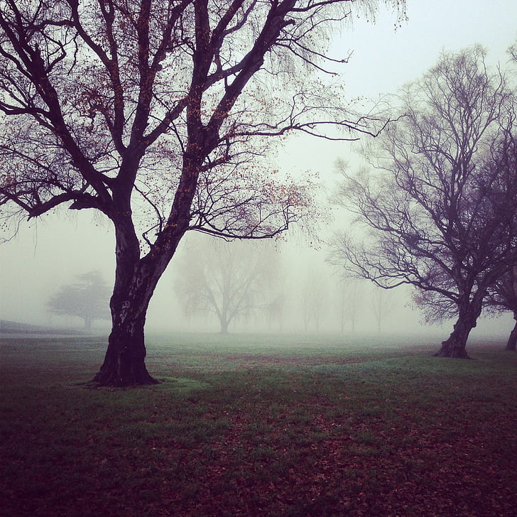 stromy, mlha, zamlžené, mlhavé, Mystic, Les, Zimní