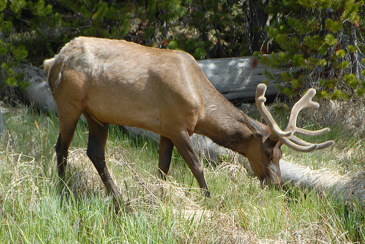 young, elk, mammal, animal, antlers, mammals, wild life