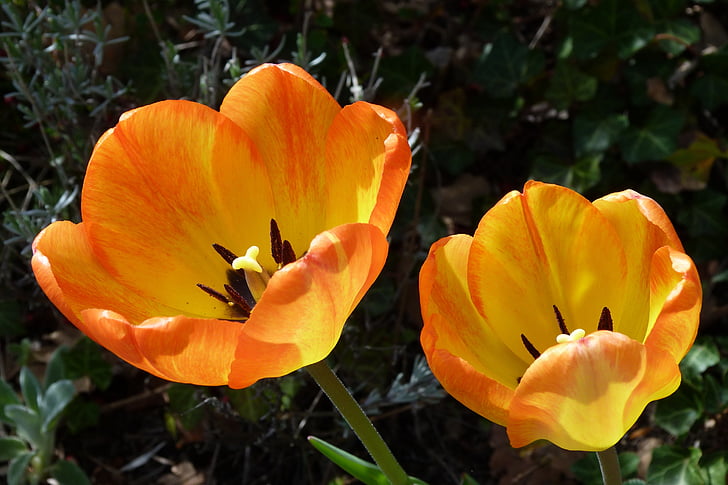 virágok, természet, tulipán, tavaszi, virágzott, bicolor, kert