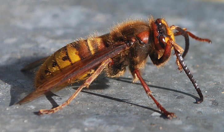 Hornet, insecte, abella Vespa, volar, dibuix de natura, rusc, groc