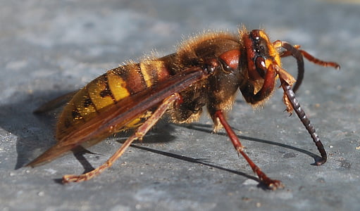 Hornet, insecte, abella Vespa, volar, dibuix de natura, rusc, groc