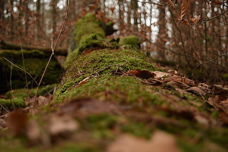 tree, moss, forest, nature, log, green, wood