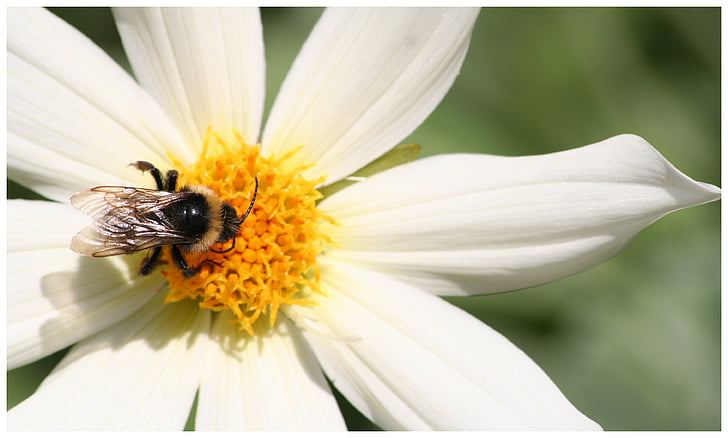 mesilane, mesi, lill, kroonleht, putukate, ebakindluse, üks loom