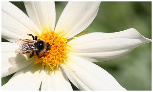 abelha, Querida, flor, pétala, inseto, fragilidade, um animal
