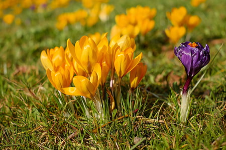 crocus, flowers, spring flowers, bloom, violet, yellow, nature