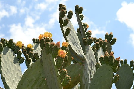 natuur, Cactus, groen, succulente installatie, Tuin, Prickly peren, zomer