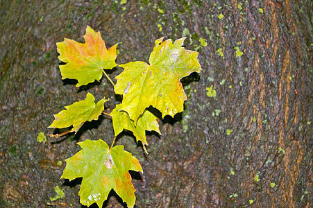 autumn, maple leaves, log, green, tree, maple, gold