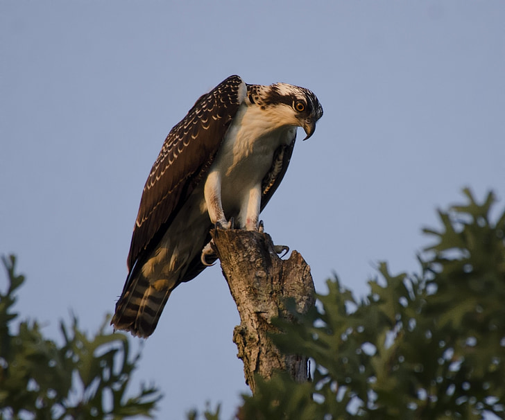 Osprey, perched, Raptor, con chim, Thiên nhiên, hoang dã, chân dung