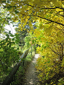 skov, væk, efterår, blade, gul, træer, efteråret skov