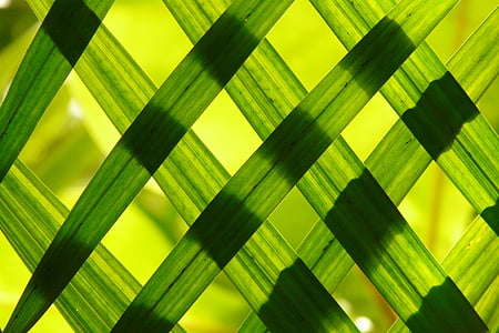 green, leaves, Leaves, Green, Shadow Play, green color, backgrounds, close-up